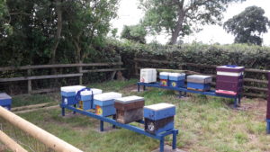 Stewkley Apiary set up with nucs