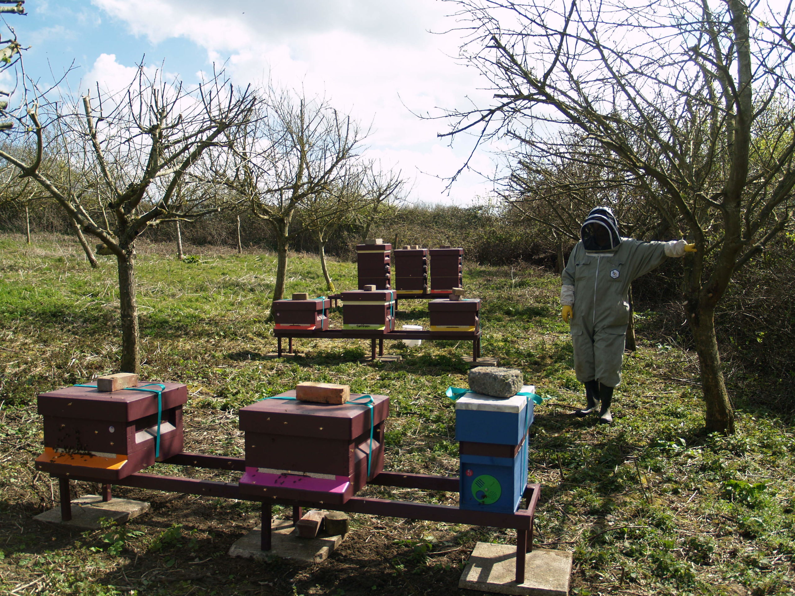 Great Brickhill Apiary in spring