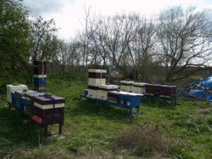 Out Apiary in Stoke Hammond, Milton Keynes